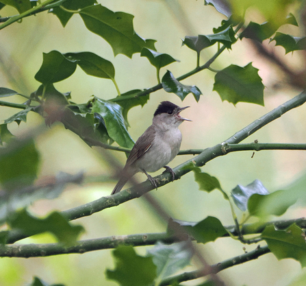 Side view of a male blackcap singing with its beak wide open. The bird is surrounded by holly leaves.