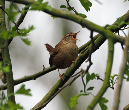 Side view of a wren singing among tree branches. It's a brown bird with an upturned tail, and its beak is wide open.