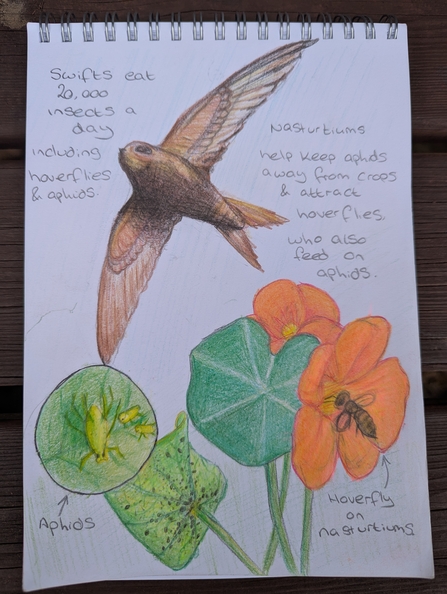 Community Champion Beki's illustrations