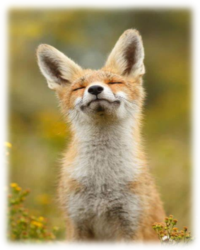 fox cub eyes close head tilted upwards smiling