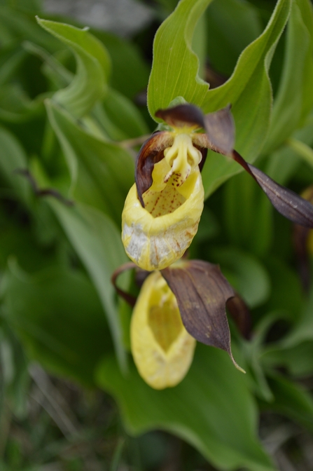 A flower with large yellow petals, fringed by red petals and green leaves.