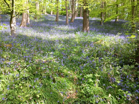 Bluebells at Low Wood - John Preshaw