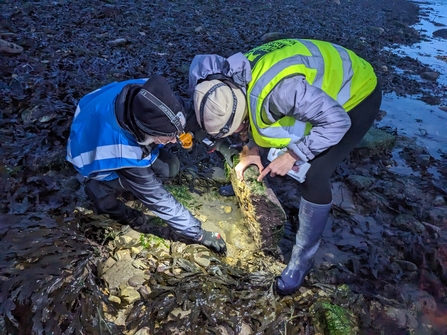 Two people in high vis vests look underneath a large rock on the sea shore