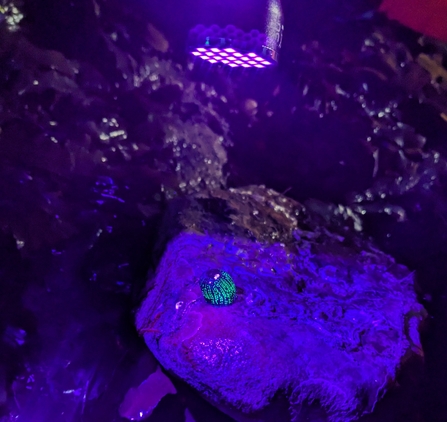 On a purple rock, a small lump glows bright blue in small lines.