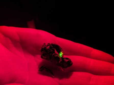 On a red-lit palm, a small black beetle with a glowing green bum curves towards the camera