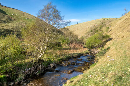 A blue stream cuts between two hillsides, with small and old trees scattered along its banks.