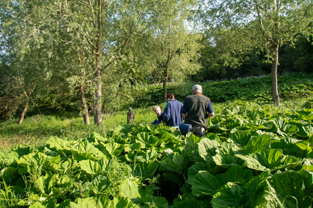 Task Day leader John and two other volunteers from Low Wood  Ian deep in a patch of large butterbur plants - Photo Credit, Sara Spillett