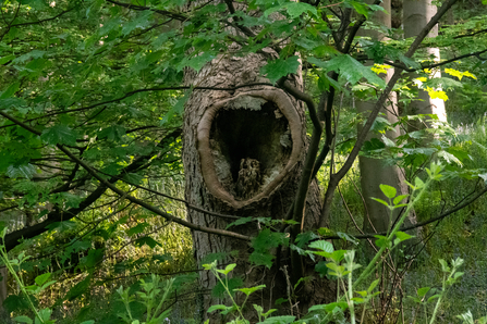 Mock owl Low Wood Nature Reserve - Sara Spillett