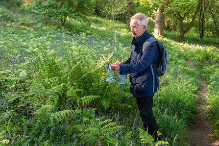 Ferns at Low Wood - Sara Spillett