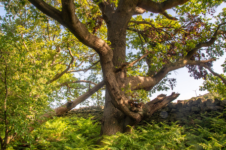 Oak Tree at Low Wood - Sara Spillett