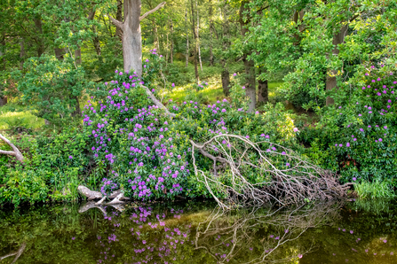 Rhododendrons Low Wood - Sara Spillett