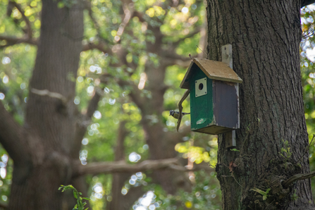 Blue tit nest low wood
