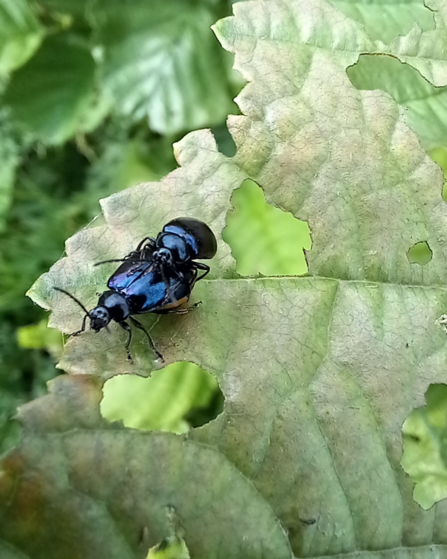 mating alder leaf beetles