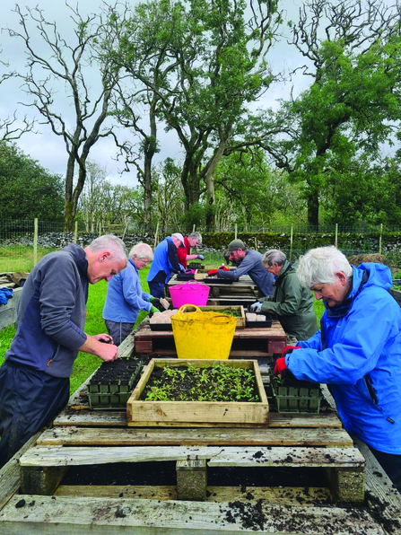 Two lines of volunteers are busy pressing small seedlings into seed trays