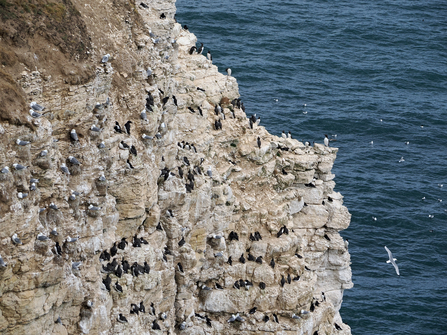 Wide shot of auks and gulls perching on white cliff ledges as other seabirds fly over the sea