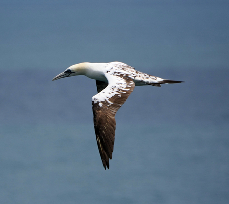 A juvenile gannet flies with its wings facing down above a grey/blue sea. The bird's white plumage is mottled with brown.