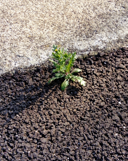 Groundsel growing through concrete