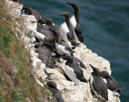 A large group of guillemots crammed together on a small, white cliff ledge.