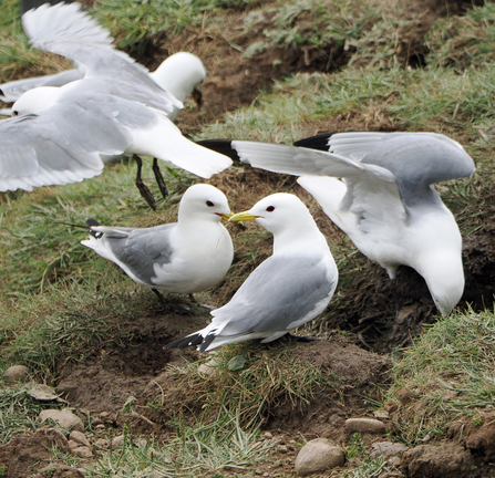 A flock of kittiwakes perch among tufty grass and holes. The gulls are pulling pieces of grass out with their beaks.