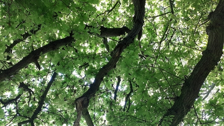 Looking up to the sky through an oak tree canopy