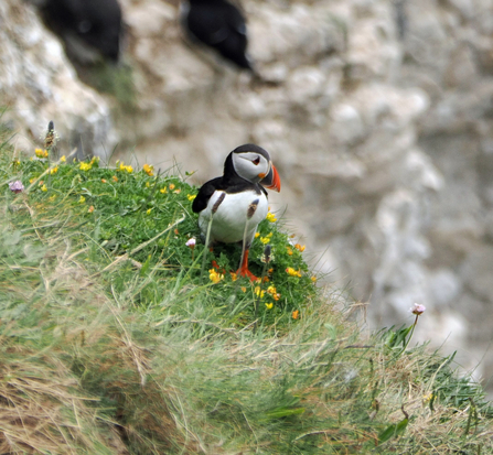 A puffin stands among a patch of yellow flowers and green leaves. The white cliff edge can be seen in the background.