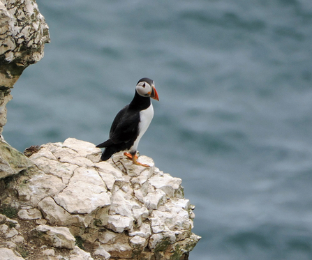 A puffin perches on a white chalk ledge and looks out over a grey/blue sea.