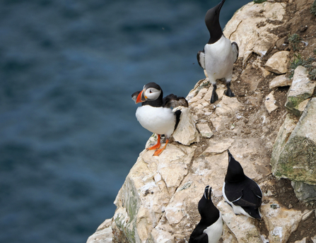 A puffin stands at the edge of a white chalk cliff and stretches its wings as it prepares to fly.