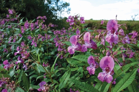 Himalayan Balsam