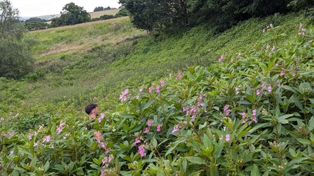 A small valley is filled with green plants with a few pink flowerheads. A man is barely visible over the top of the plants.