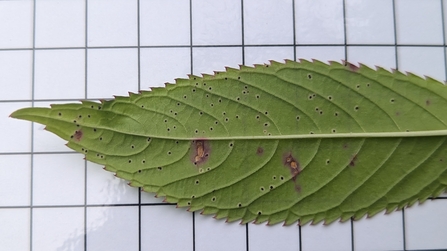 The back of a green leaf is laid horizontally across the screen. Between the veins there are some small, rusty brown patches.