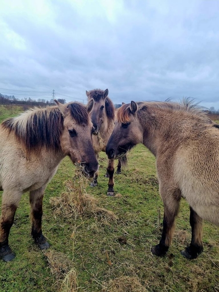three konik ponies eating hay in a field