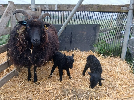 Hebridean sheep mum and two lambs in a sheep pen with straw hay