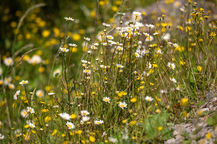 Oxeye daisy - Sara Spillett