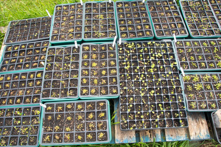 Upland Plant Nursery Seed trays - Sara Spillett