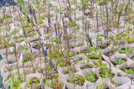Upland Plant Nursery - Sara Spillett