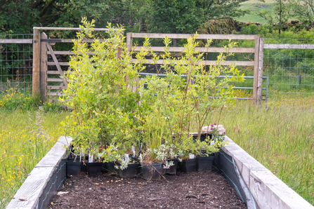 Young trees grown on site Wild Ingleborough Project - Sara Spillett