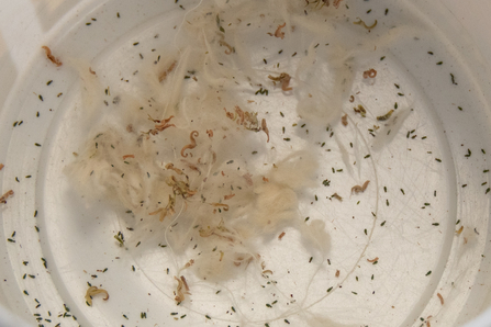 Willow seed propagation - Sara Spillett 