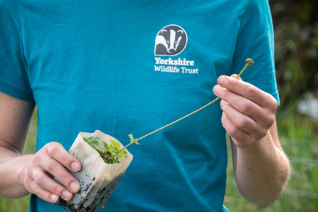 Upland Plant Nursery Wild Ingleborough- Sara Spillett