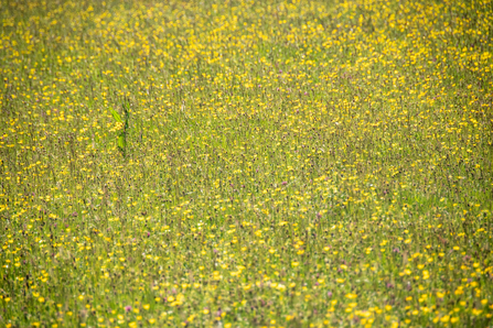 Wildflower Meadow Wild Ingleborough - Sara Spillett