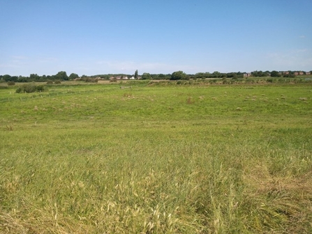Humber head levels