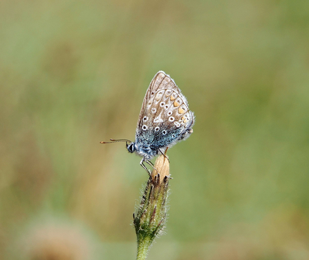Side view of a common blue butterfly perching on top of a flower. 