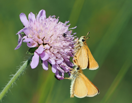 Two small, orange Essex skipper butterflies cling onto a purple field scabious flower