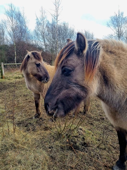 konik ponies