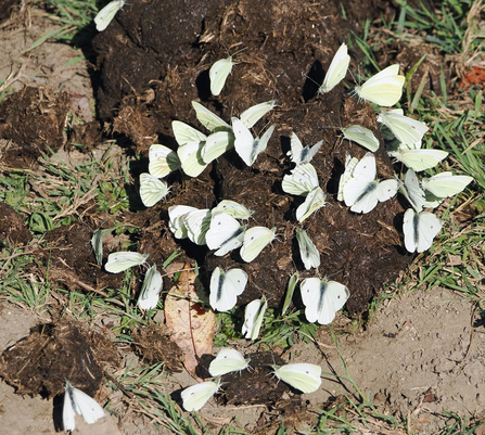 A large group of green-veined white butterflies covers a pile of horse manure on a woodland path.