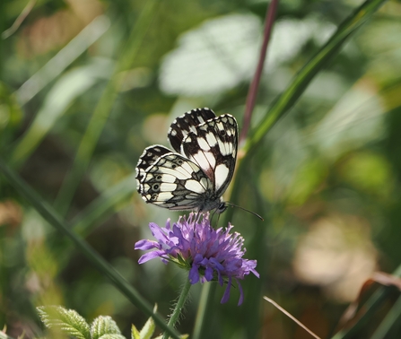 A marbled white butterfly - with a striking black and white pattern - rests with its wings raised on a purple field scabious flower.