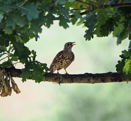 A mistle thrush pants with its beak open under the shade of an oak tree.