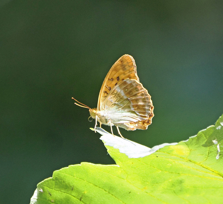 A silver-washed fritillary butterfly rests on a green sycamore leaf.