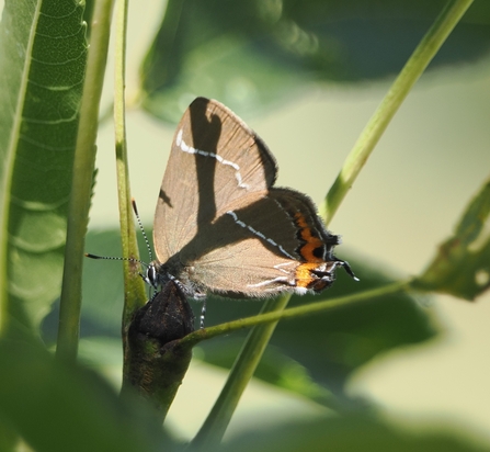 Side view of a white-letter hairstreak butterfly among leaves and shadows