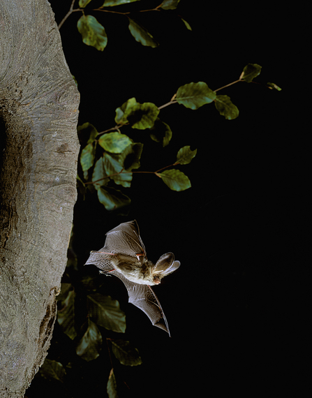 brown long eared bat in flight