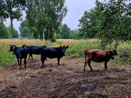 Three black cows and one brown cow make their first steps into the unknown